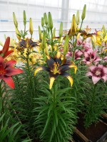 [4067 Lion Heart Mak No01.JPG]